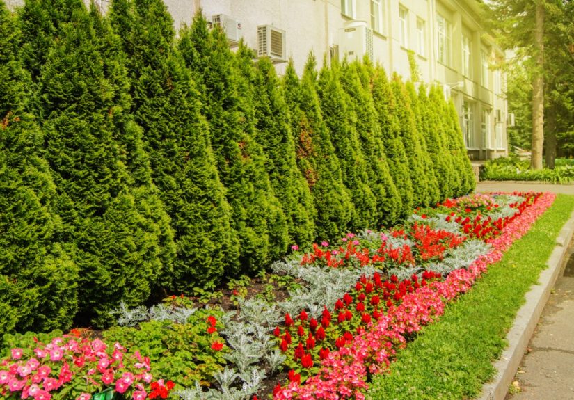 Why is My Arborvitae Turning Brown? - Bob Vila