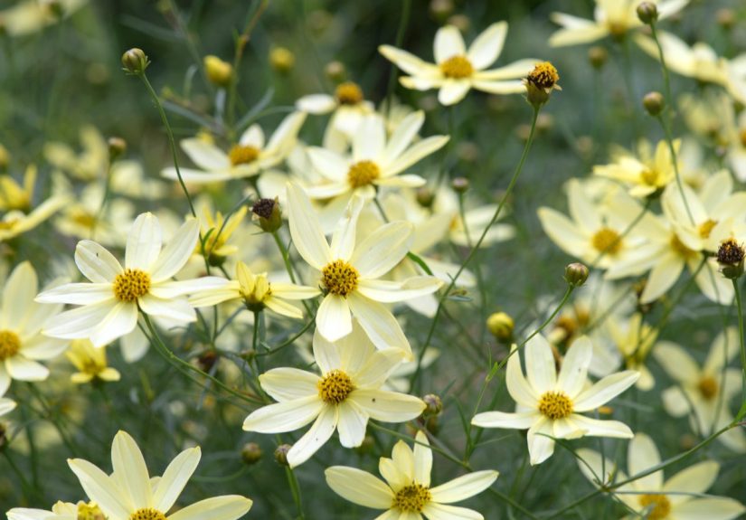 10 Best Flowers That Bloom All Summer