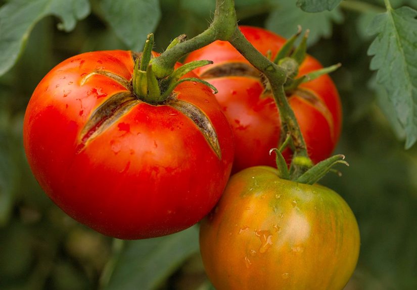 10 Common Tomato Plant Diseases That Can Wreck Your Crop