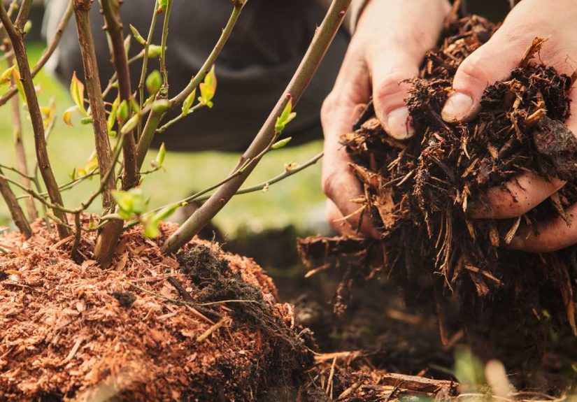 10 Garden Mistakes You Keep Making
