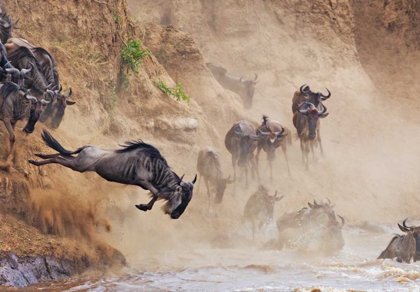 11 Amazingly Long Animal Migrations