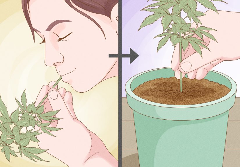 11 Simple Ways to Clone Plants Without Rooting Hormone
