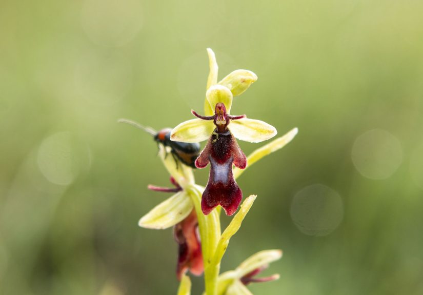 15 Flowers That Actually Look Like Animals