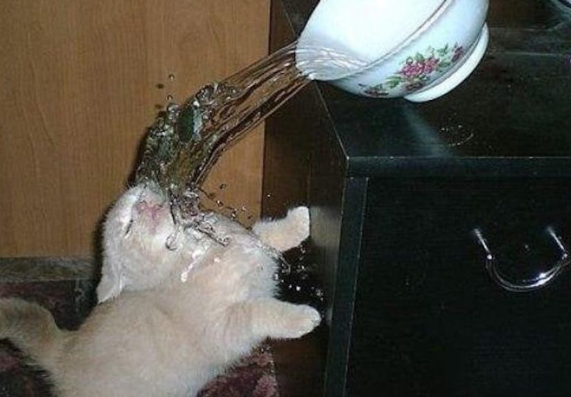 15+ Pictures Of Cats That Almost Definitely Regret Everything