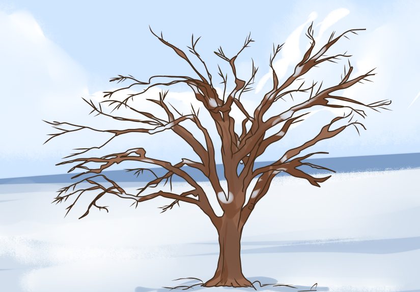 3 Ways to Identify an Elm Tree