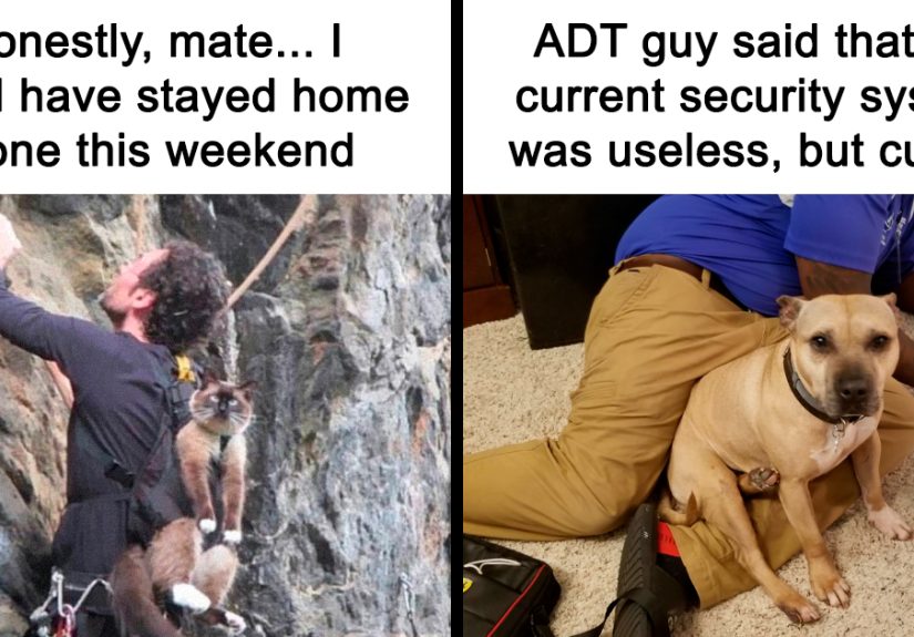 50 Funny And Adorable Animal Memes That Fight Sadness And Boredom With 100% Efficiency