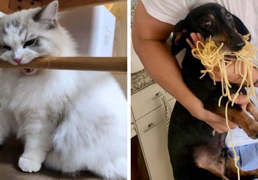 50 Hilarious Moments Of Pets Being All Drama, No Solutions (New Pics)