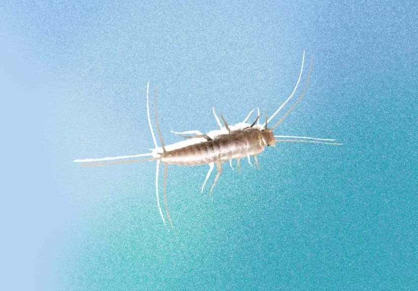 7 Proven Ways to Get Rid of Silverfish for Good