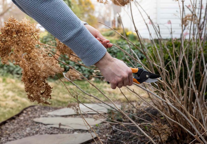 7 Shrubs Gardeners Always Prune in Fall for Healthier Plants Next Spring