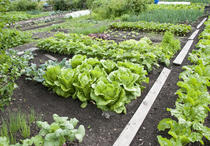 8 Easy Gardening Habits That Keep Away Pests and Diseases