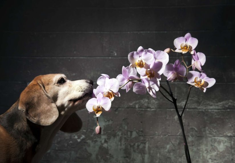Are Orchids Toxic to Dogs? Everything You Need to Know