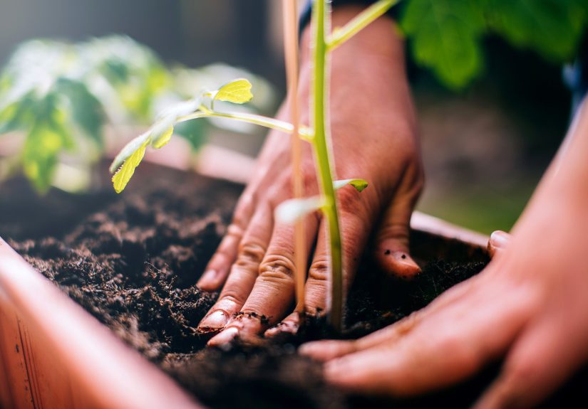Can You Reuse Potting Soil? Yes, as Long as You Do This First