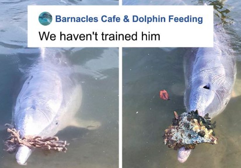 Dolphin Discovers Humans Like It When He Brings Them Gifts From The Bottom Of The Ocean, Develops A Habit Of Doing So