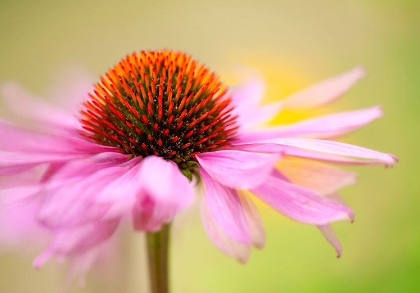 Echinacea: Benefits, Uses, Side Effects, and Effectiveness