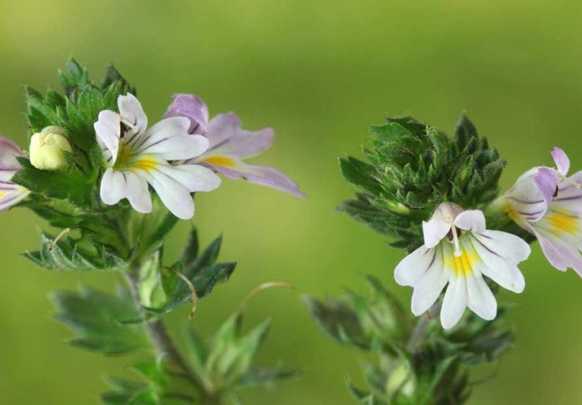 Eyebright: Benefits, Dosage, and Side Effects