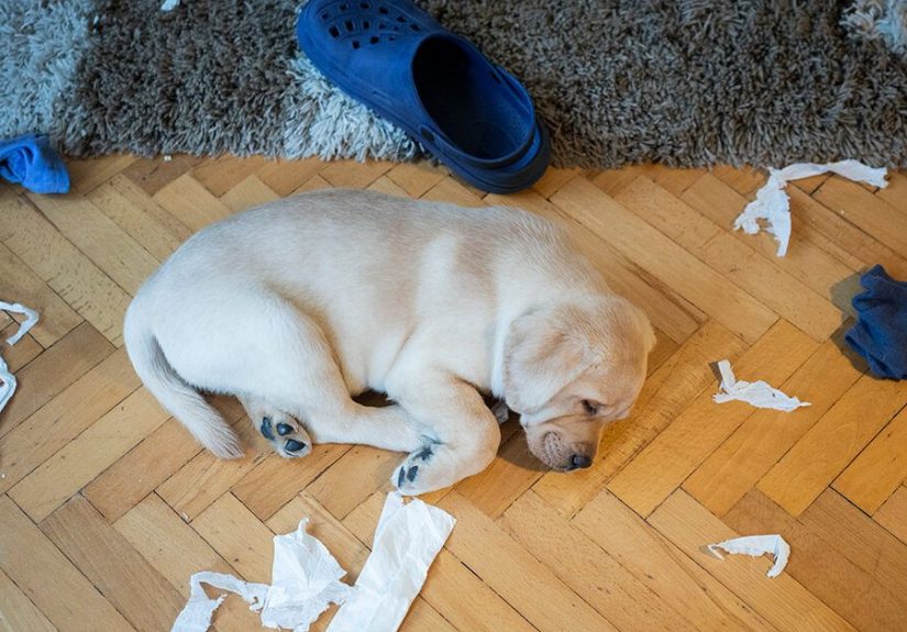 Help! My Puppy Is Making Me Depressed