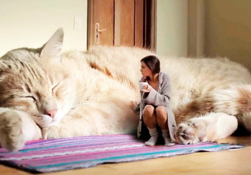 Hey Pandas, Post A Picture Of Animals Way Bigger Than They Should Be (Closed)