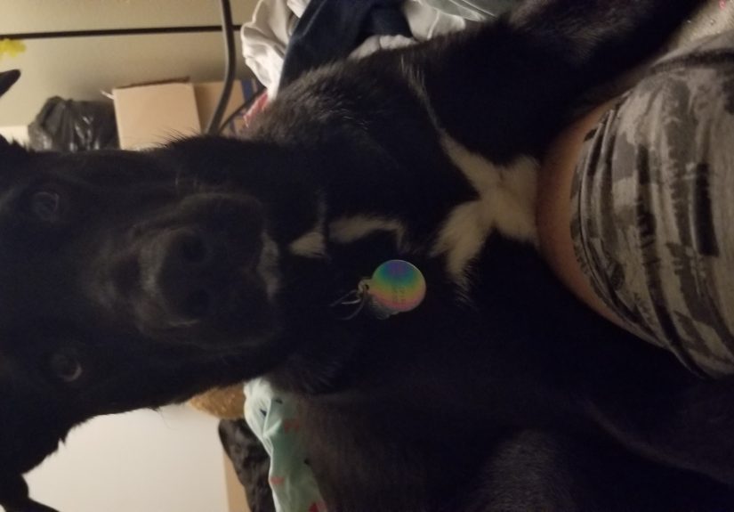 Hey Pandas, What’s The Best Picture You Have Of Your Pet?