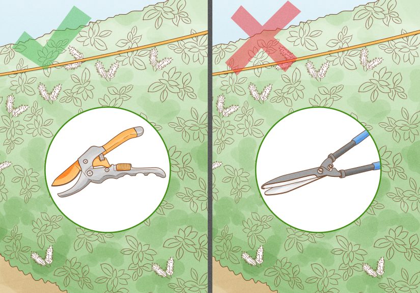 How and When to Prune Laurel Bushes and Hedges