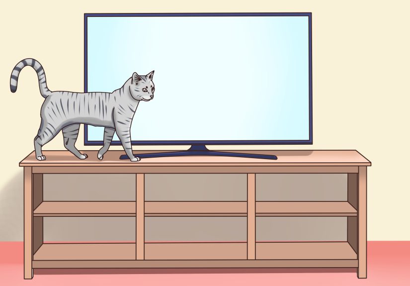 How to Get a Cat to Be Your Friend