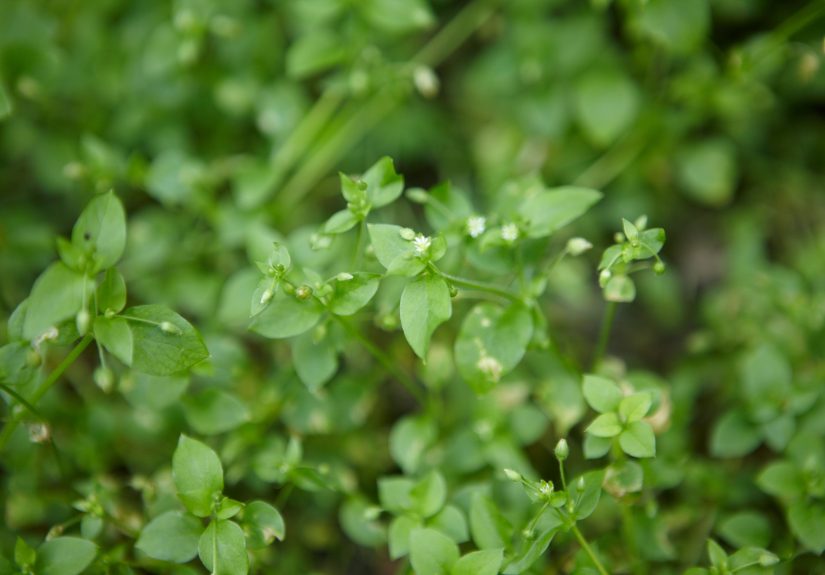 How to Get Rid of Chickweed in Your Lawn: 5 Ways to Eradicate It