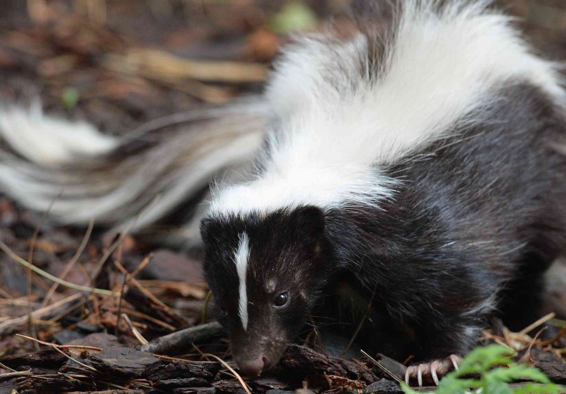 How To Get Skunk Smell Out of Clothes and Camping Equipment