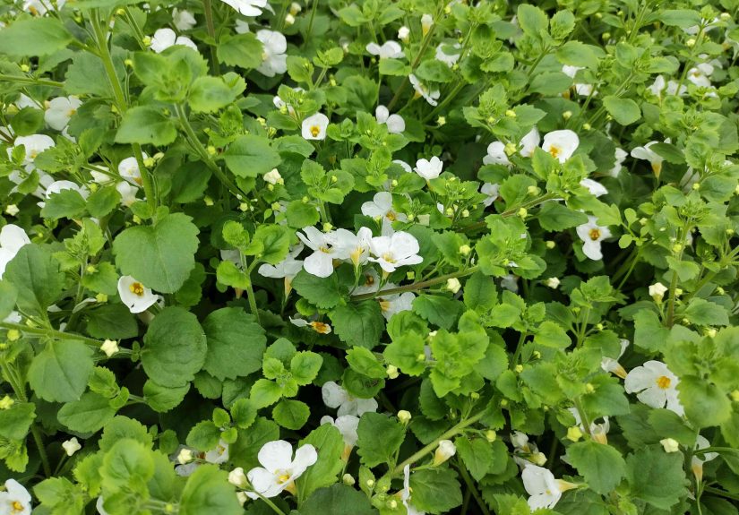 How to Grow and Care For Bacopa Plants Like a Pro Gardener