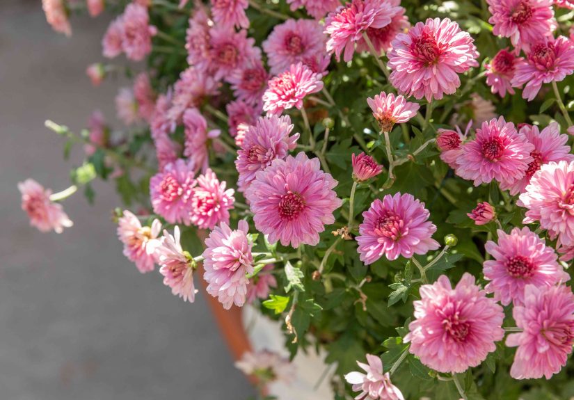 How to Grow and Care for Chrysanthemums
