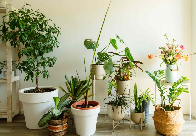 How to Keep Outdoor Plants Thriving Indoors When Temps Drop, According to Gardening Pros