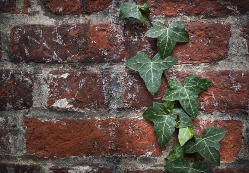 How to Kill Ivy