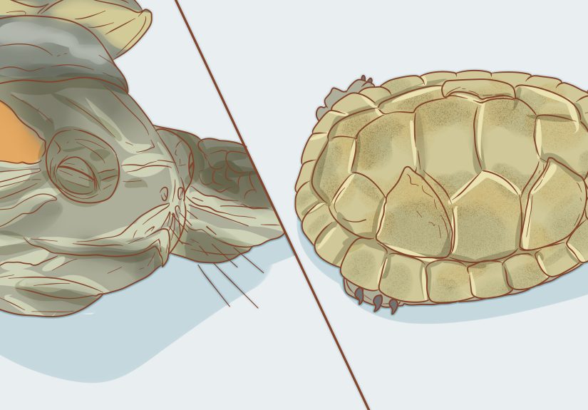 How to Look After Terrapins: 9 Steps