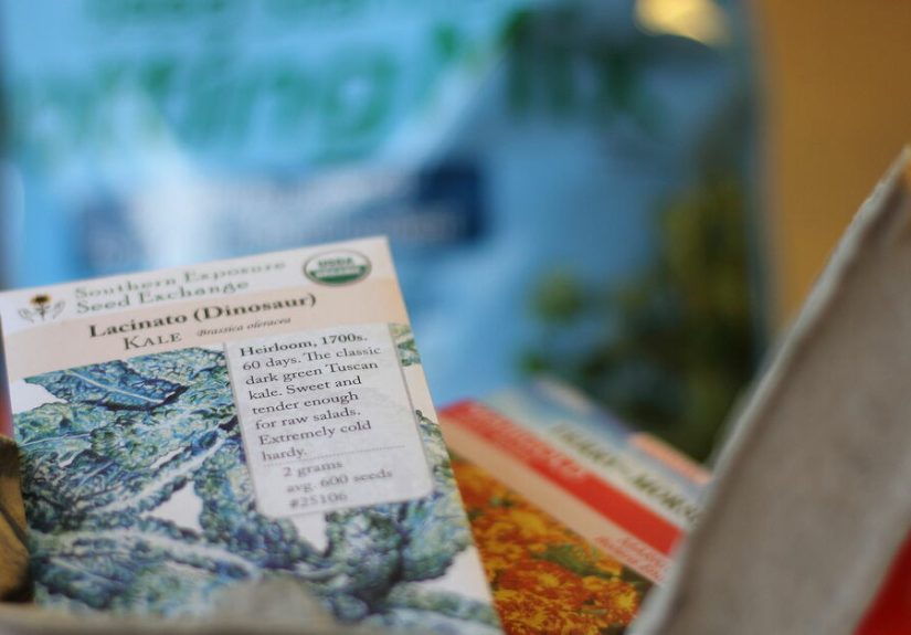 How to Make Egg Carton Seed Starters in a Few Easy Steps