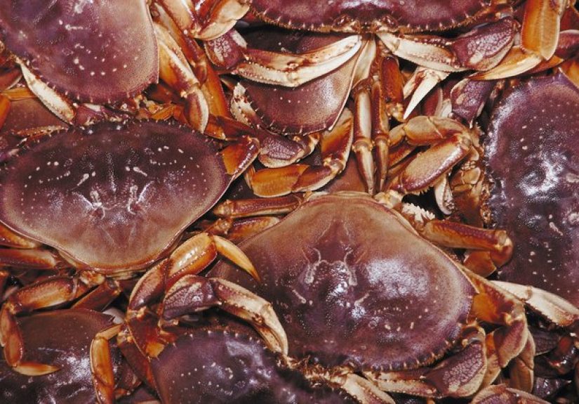 How to Steam Dungeness Crab