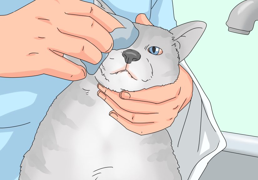 How to Successfully Treat Runny or Watery Eyes in Cats
