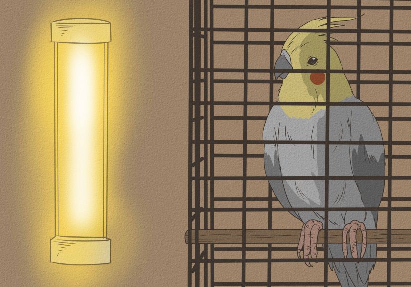 How to Take Care of a Cockatiel: Complete Guide