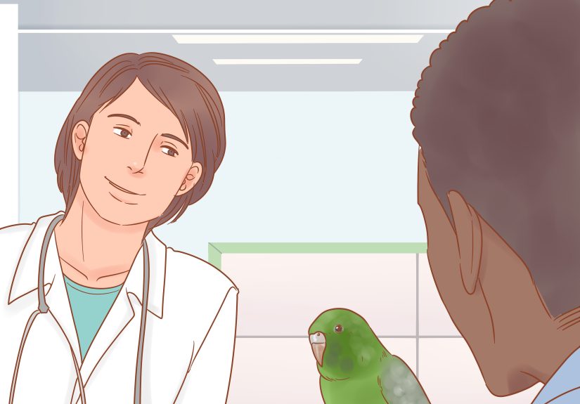 How to Take Care of a Parakeet