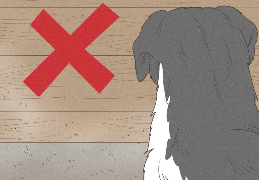 How to Treat Dog Eye Infection: 8 Steps