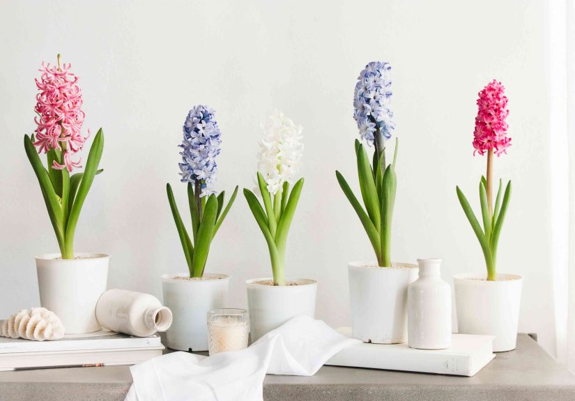 Hyacinth Care Guide (Before and After Flowering)