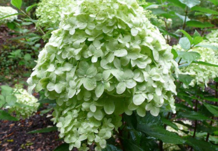 Limelight Hardy Hydrangea