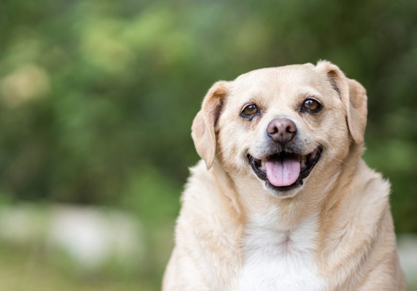 Our Pets Are Starting To Get Our Chronic Diseases