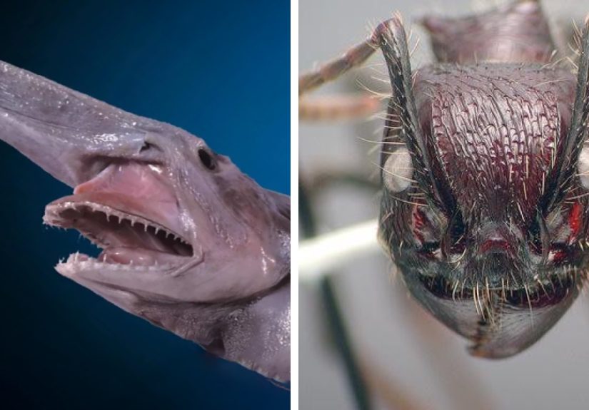Reader’s Vote: What Is The Scariest Animal In The World?