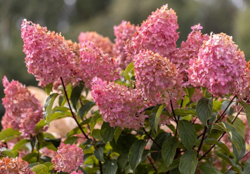 Resist the Urge to Deadhead These 4 Flowers This FallYour Garden Will Thank You Come Spring