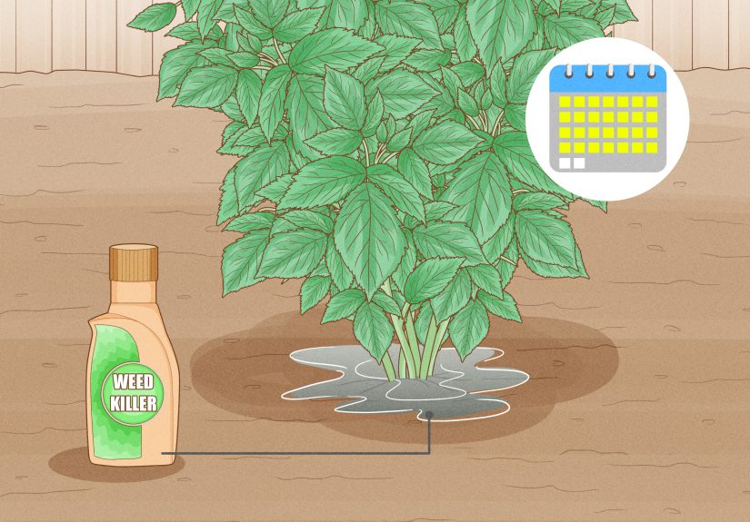 Simple Ways to Remove Raspberry Bushes: 11 Steps