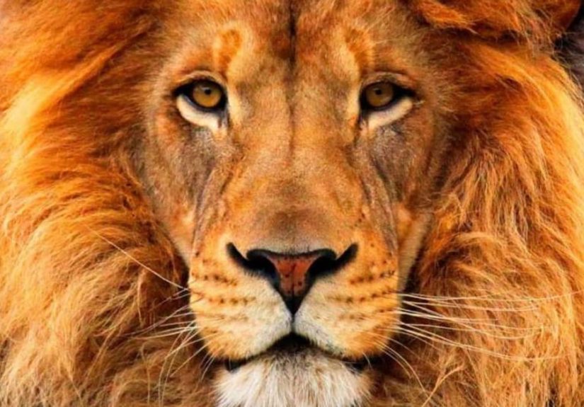 The 15 Most Popular (But Untrue) Animal Myths