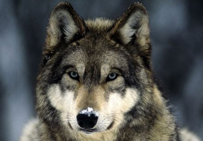 Top 10 Little-Known Facts About Wolves