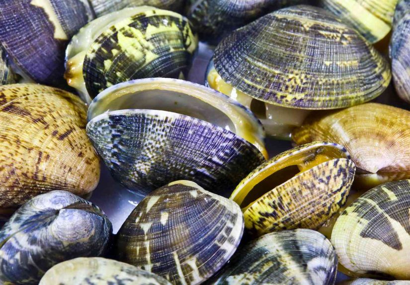 What Are Manila Clams?