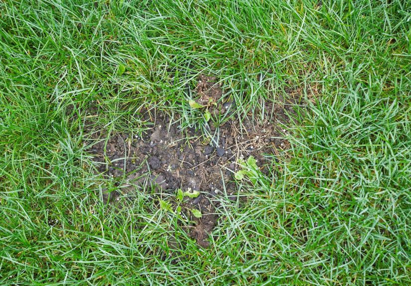 Will Grass Spread and Cover the Bare Spots in My Lawn?