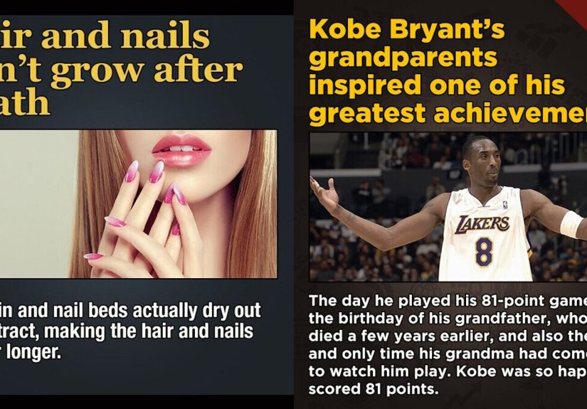 12 Feisty Bits of Trivia That Don’t Care How Small They Are When They’re Cornered