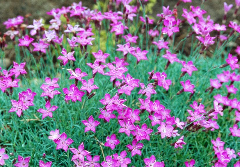15 Drought-Tolerant Groundcovers for a Low-Maintenance Landscape