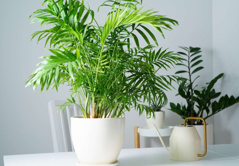 22 Types of Palm Trees You Can Grow Indoors